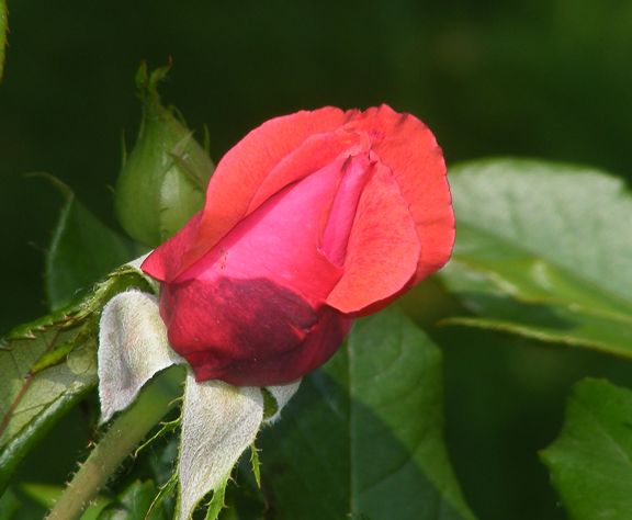 Cinnamon Dolce photo cd2014_06120036_zpsd7f3bc3b.jpg